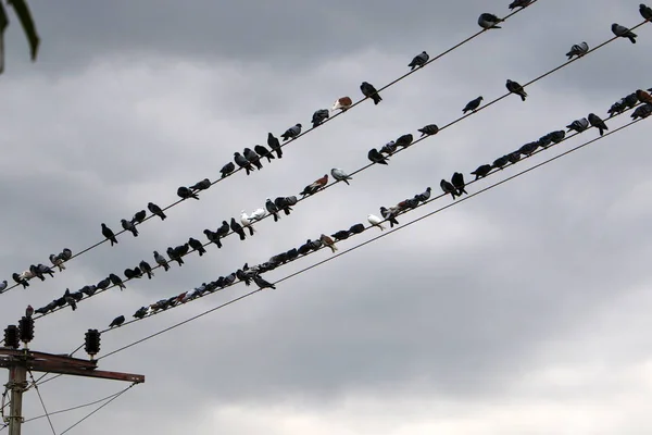 Bir Kuş Sürüsü Elektrik Akımı Taşıyan Elektrik Kablolarının Üzerinde Oturur — Stok fotoğraf