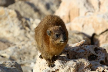 Daman, İsrail 'in kuzeyindeki Akdeniz kıyısında taşların üzerinde oturuyor. 