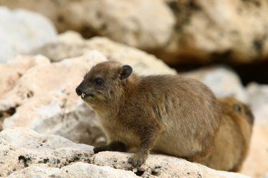 Daman, İsrail 'in kuzeyindeki Akdeniz kıyısında taşların üzerinde oturuyor. 