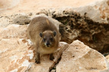 Daman, İsrail 'in kuzeyindeki Akdeniz kıyısında taşların üzerinde oturuyor. 