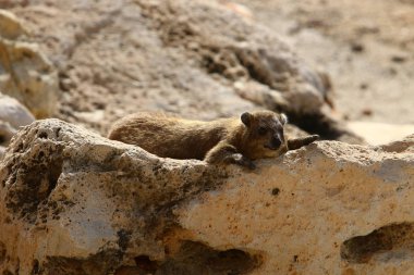 Daman, İsrail 'in kuzeyindeki Akdeniz kıyısında taşların üzerinde oturuyor. 