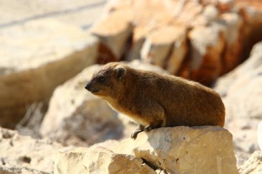 Daman, İsrail 'in kuzeyindeki Akdeniz kıyısında taşların üzerinde oturuyor. 