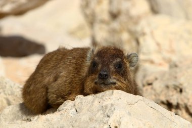 Daman, İsrail 'in kuzeyindeki Akdeniz kıyısında taşların üzerinde oturuyor. 