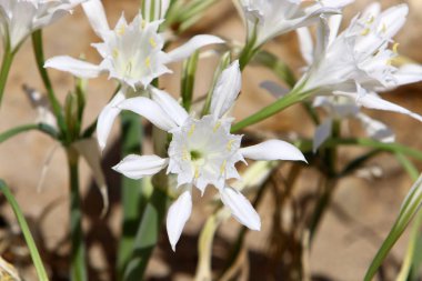 Yeşil bitkiler ve çiçekler Kuzey İsrail 'de susuz bir çölde yetişir. 