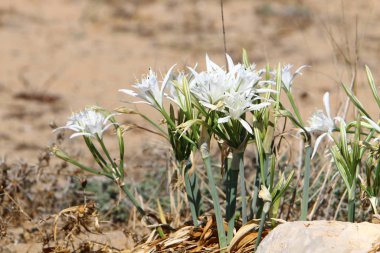 Yeşil bitkiler ve çiçekler Kuzey İsrail 'de susuz bir çölde yetişir. 