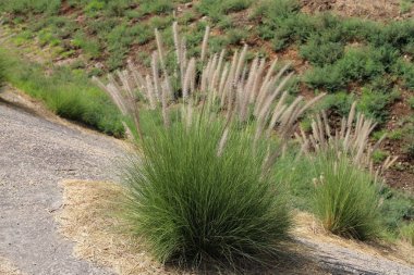 Yeşil bitkiler ve çiçekler Kuzey İsrail 'de susuz bir çölde yetişir. 