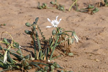 Yeşil bitkiler ve çiçekler Kuzey İsrail 'de susuz bir çölde yetişir. 