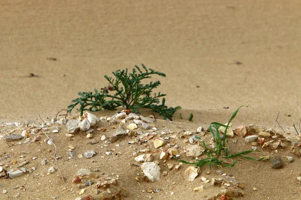 Plantes Fleurs Vertes Poussent Dans Désert Sans Eau Dans Nord — Photo