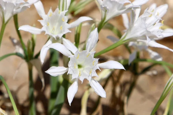 Green Plants Flowers Grow Waterless Desert Northern Israel — Stock Photo, Image