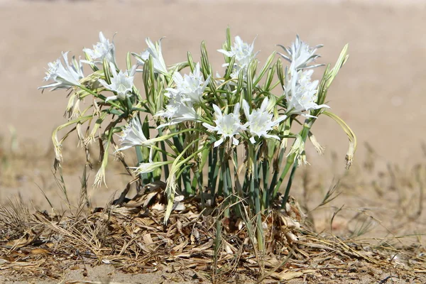 Plantas Flores Verdes Crecen Desierto Sin Agua Norte Israel — Foto de Stock