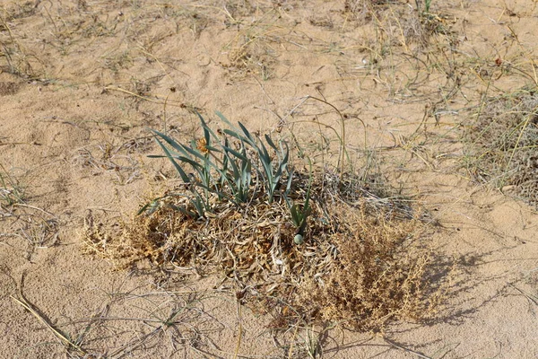 Plantas Flores Verdes Crecen Desierto Sin Agua Norte Israel —  Fotos de Stock