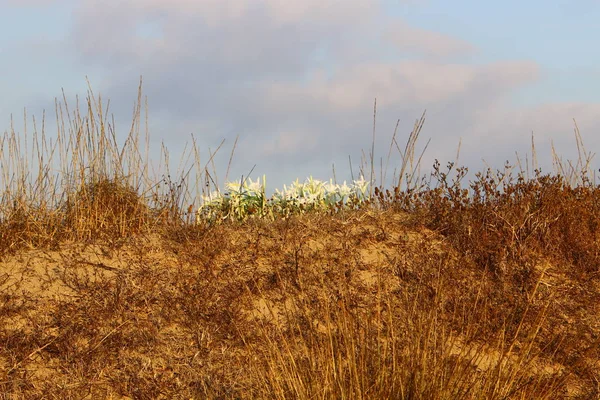 Green Plants Flowers Grow Waterless Desert Northern Israel — Stock Photo, Image