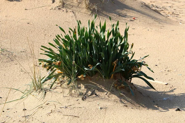 Gröna Växter Och Blommor Växer Vattenlös Öken Norra Israel — Stockfoto