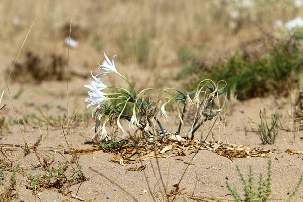 Grüne Pflanzen Und Blumen Wachsen Einer Wasserlosen Wüste Nordisrael — Stockfoto