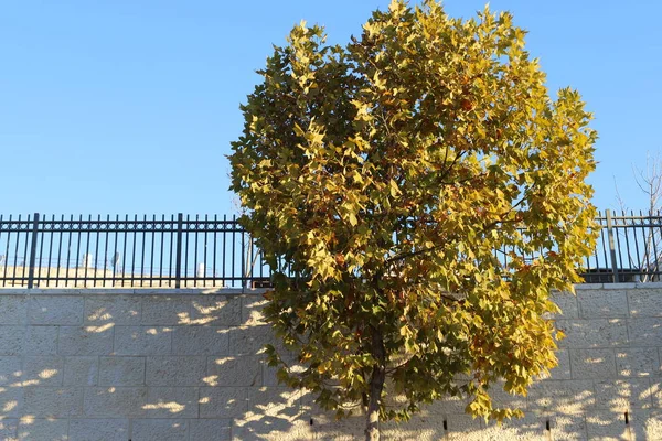 Cerca Parque Ciudad Las Orillas Del Mar Mediterráneo Israel — Foto de Stock