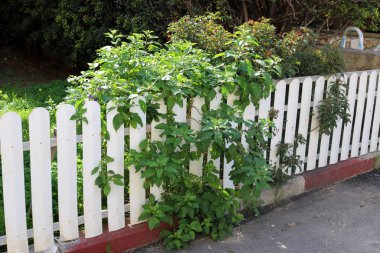 İsrail 'de Akdeniz kıyısındaki bir şehir parkında çit. 