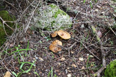 Ocak ayının kışında İsrail 'de bir ormanda mantarlar büyüdü. 