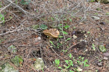 Ocak ayının kışında İsrail 'de bir ormanda mantarlar büyüdü. 