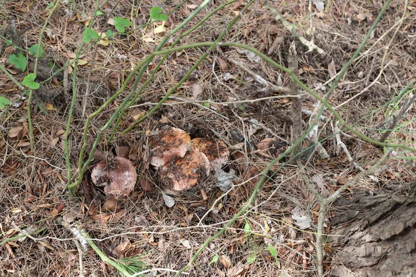 Champignons Poussaient Dans Une Forêt Israël Pendant Mois Hiver Janvier — Photo