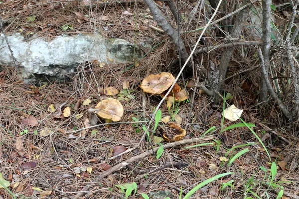 Champignons Poussaient Dans Une Forêt Israël Pendant Mois Hiver Janvier — Photo