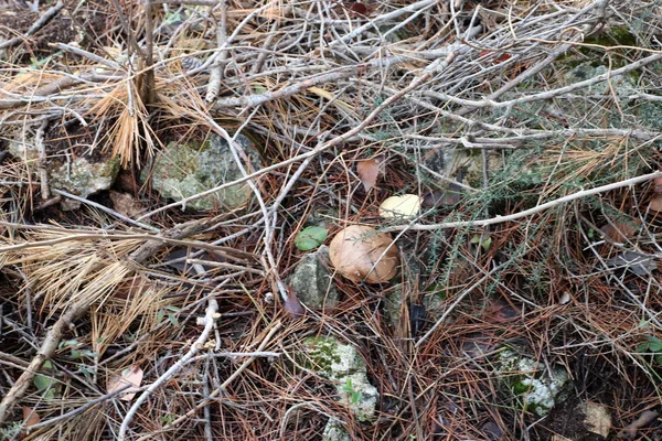 Cogumelos Cresceram Uma Floresta Israel Mês Inverno Janeiro — Fotografia de Stock