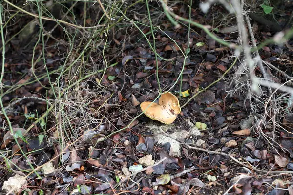 1月的冬季 以色列的一个森林里生长着蘑菇 — 图库照片