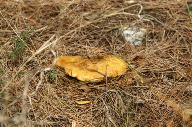 Ocak ayının kışında İsrail 'de bir ormanda mantarlar büyüdü. 