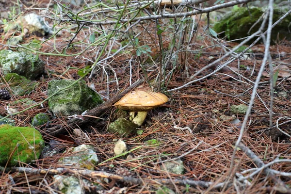 Cogumelos Cresceram Uma Floresta Israel Mês Inverno Janeiro — Fotografia de Stock