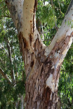 Kuzey İsrail 'de bir şehir parkında büyük bir ağacın gövdesi, ağaç ve ağaç kabuğu yapısı 