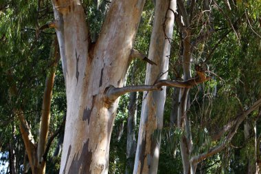 Kuzey İsrail 'de bir şehir parkında büyük bir ağacın gövdesi, ağaç ve ağaç kabuğu yapısı 