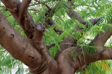 Kuzey İsrail 'de bir şehir parkında büyük bir ağacın gövdesi, ağaç ve ağaç kabuğu yapısı 