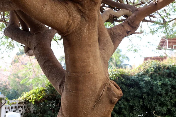 Tronco Uma Grande Árvore Parque Cidade Norte Israel Árvore Estrutura — Fotografia de Stock