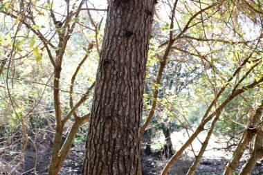 Kuzey İsrail 'de bir şehir parkında büyük bir ağacın gövdesi, ağaç ve ağaç kabuğu yapısı 