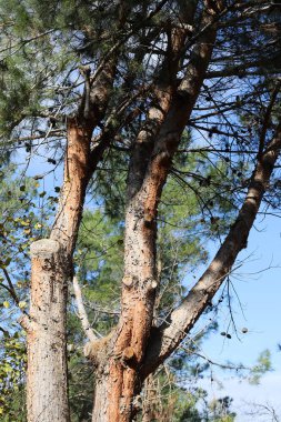 Kuzey İsrail 'de bir şehir parkında büyük bir ağacın gövdesi, ağaç ve ağaç kabuğu yapısı 