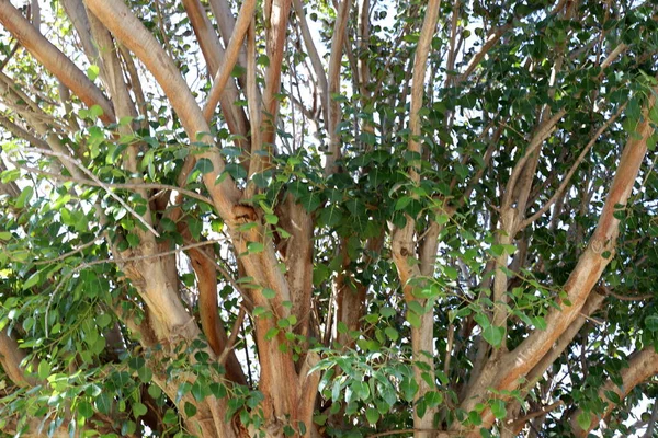 Tronc Grand Arbre Dans Parc Ville Dans Nord Israël Structure — Photo