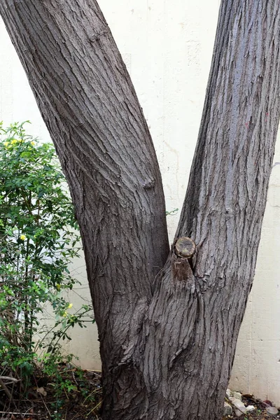 Tronco Gran Árbol Parque Ciudad Norte Israel Estructura Árbol Corteza — Foto de Stock