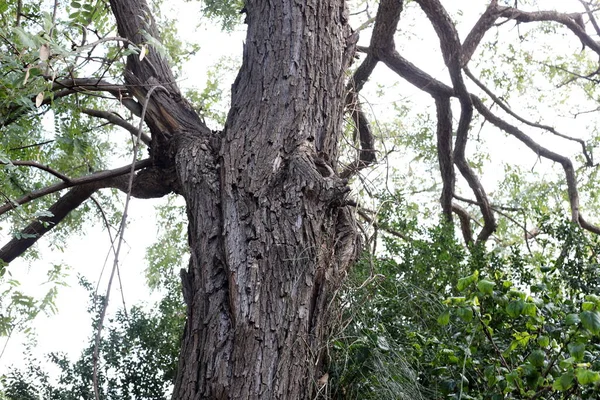 Stamm Eines Großen Baumes Einem Stadtpark Nordisrael Baum Und Rindenstruktur — Stockfoto