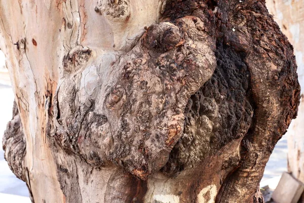 Pień Dużego Drzewa Parku Miejskim Północnym Izraelu Struktura Drzewa Kory — Zdjęcie stockowe
