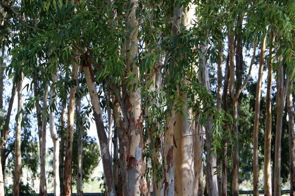 Kmen Velkého Stromu Městském Parku Severním Izraeli Strom Kůra — Stock fotografie