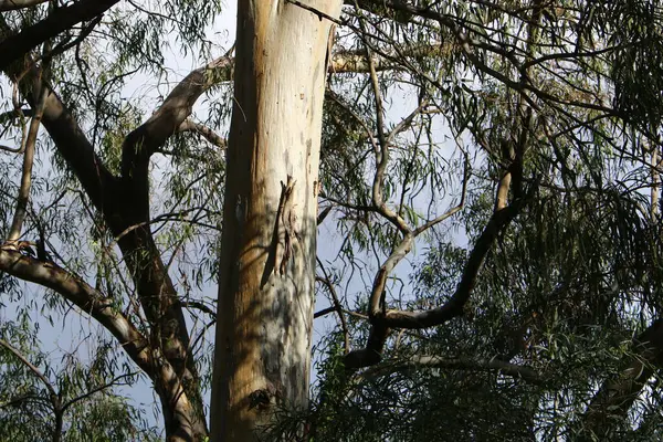 Trunk Large Tree City Park Northern Israel Tree Bark Structure — 스톡 사진