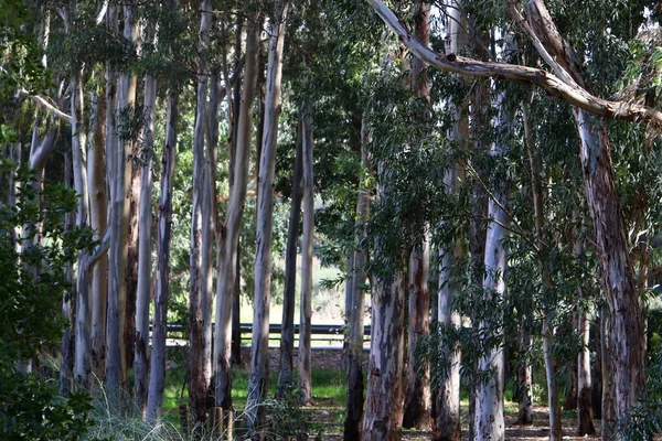 Kmen Velkého Stromu Městském Parku Severním Izraeli Strom Kůra — Stock fotografie