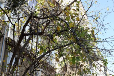 İsrail 'in Akdeniz kıyısında bir şehir olan Tel Aviv' in caddeleri boyunca yürü. 