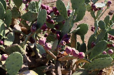 Kuzey İsrail 'de bir şehir parkında büyük ve dikenli bir kaktüs büyüdü. 
