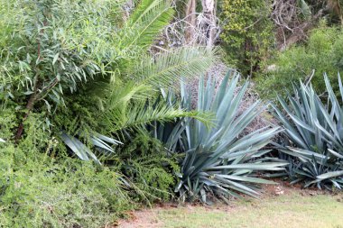 Kuzey İsrail 'de bir şehir parkında büyük ve dikenli bir kaktüs büyüdü. 