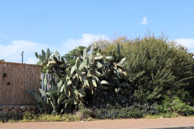 Kuzey İsrail 'de bir şehir parkında büyük ve dikenli bir kaktüs büyüdü. 