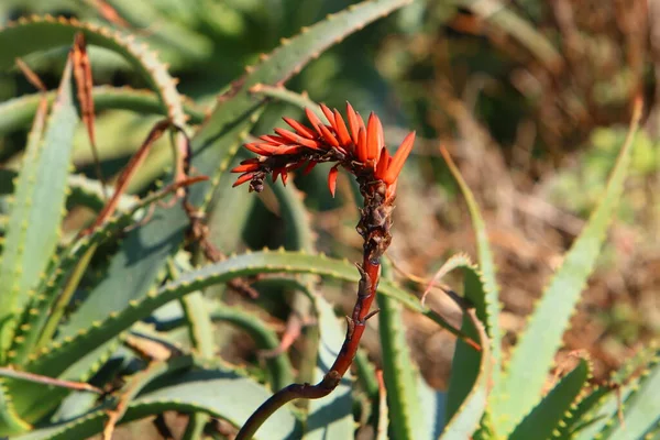 Grand Cactus Épineux Poussé Dans Parc Urbain Dans Nord Israël — Photo