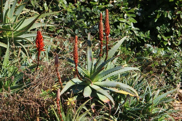 Large Prickly Cactus Has Grown City Park Northern Israel — 스톡 사진