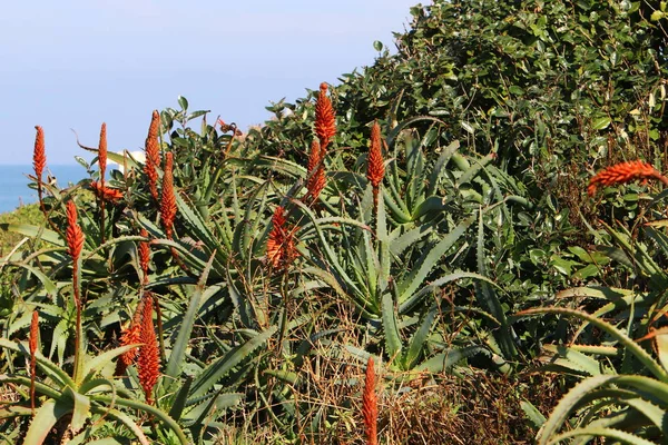 Large Prickly Cactus Has Grown City Park Northern Israel — 스톡 사진