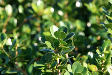 Kuzey İsrail 'de bir şehir parkında büyük ve dikenli bir kaktüs büyüdü. 