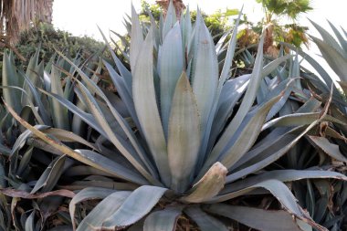 Kuzey İsrail 'de bir şehir parkında büyük ve dikenli bir kaktüs büyüdü. 